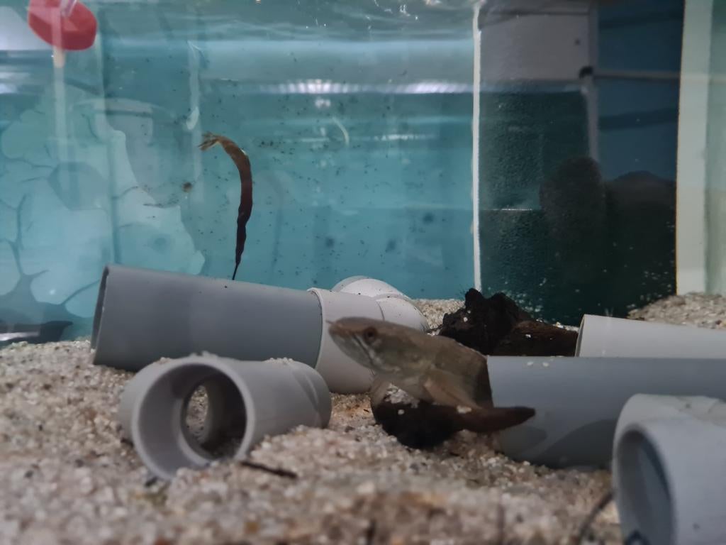 Channa Laos Fireback, slangenkopvis, Vis, Zoetwatervis