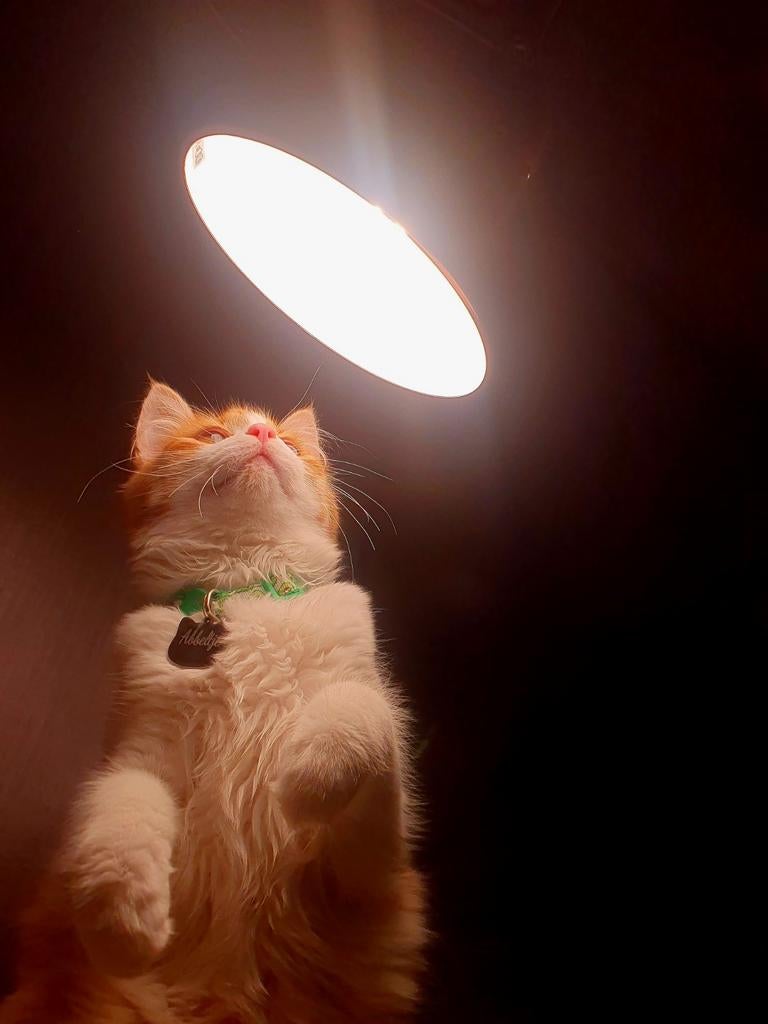 Halve Siberische kittens verwacht., Dieren en Toebehoren, Katten en Kittens | Overige Katten, Meerdere dieren