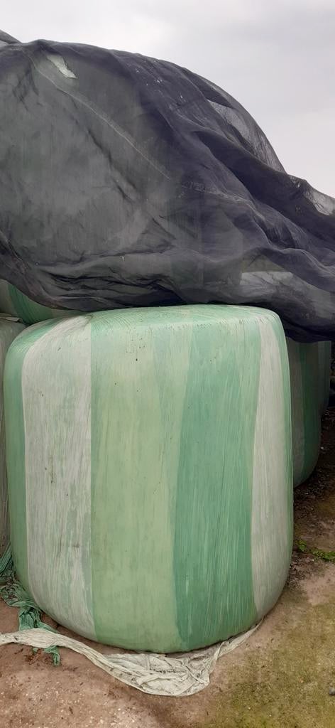 Maisbalen, Ophalen, Vee