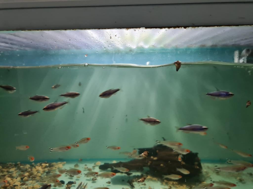 Blauwe Keizertetra, Inpaichthys Kerri Super Blue, Vis, Zoetwatervis