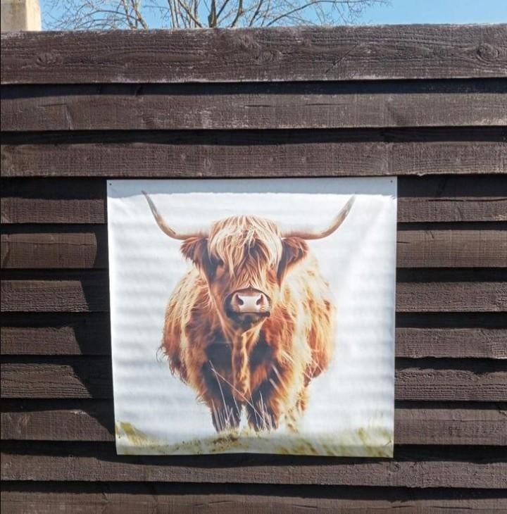 Wanddecoratie Schotse Hooglander, Ophalen of Verzenden