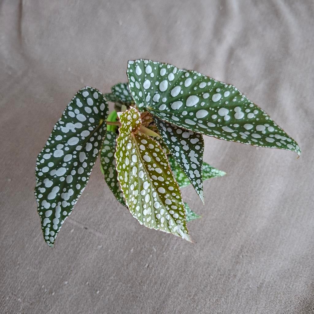 Begonia White ice dubbele plant, Ophalen of Verzenden, Halfschaduw, Minder dan 100 cm