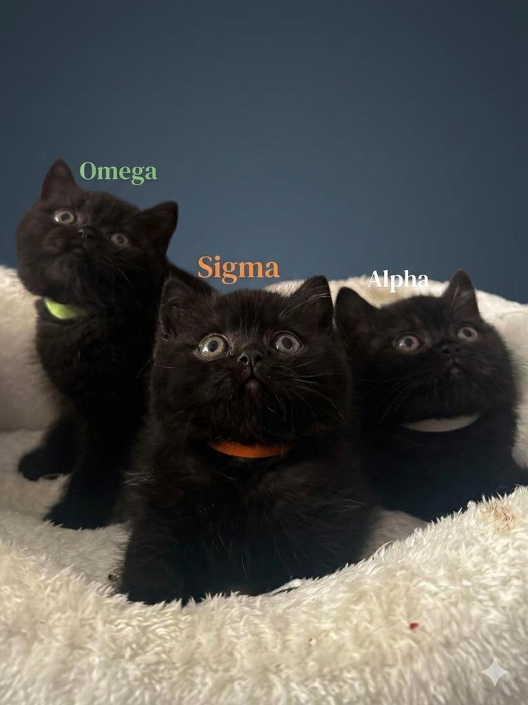 Prachtige Britse Korthaar Kittens met Stamboom, Dieren en Toebehoren, Katten en Kittens | Raskatten | Korthaar, Meerdere dieren