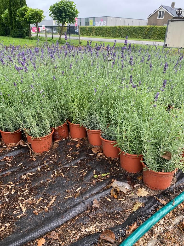 Bossige lavendel hidcote winterhard paars in20cmpot va.€1, Ophalen, Vlinderstruik, Minder dan 100 cm