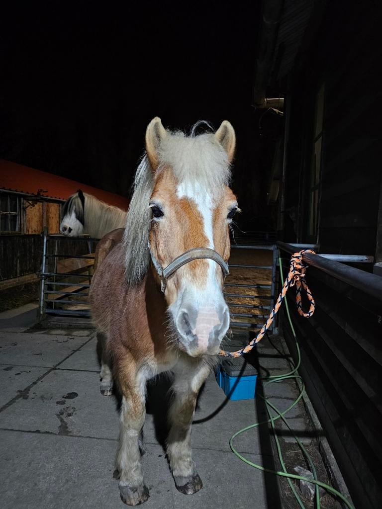 Verzorgpony aangeboden, Dieren en Toebehoren, Ophalen of Verzenden
