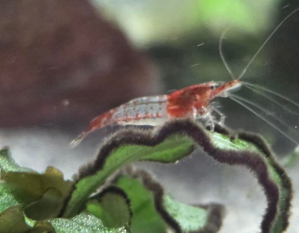 Red rilli garnalen, Dieren en Toebehoren, Vissen | Aquariumvissen, Kreeft, Krab of Garnaal