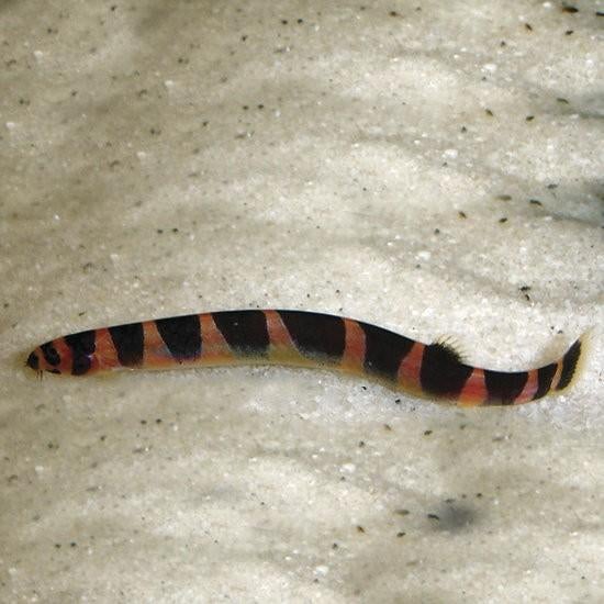 Modderkruiper - leuk en nuttig visje voor je aquarium, Vis, Zoetwatervis