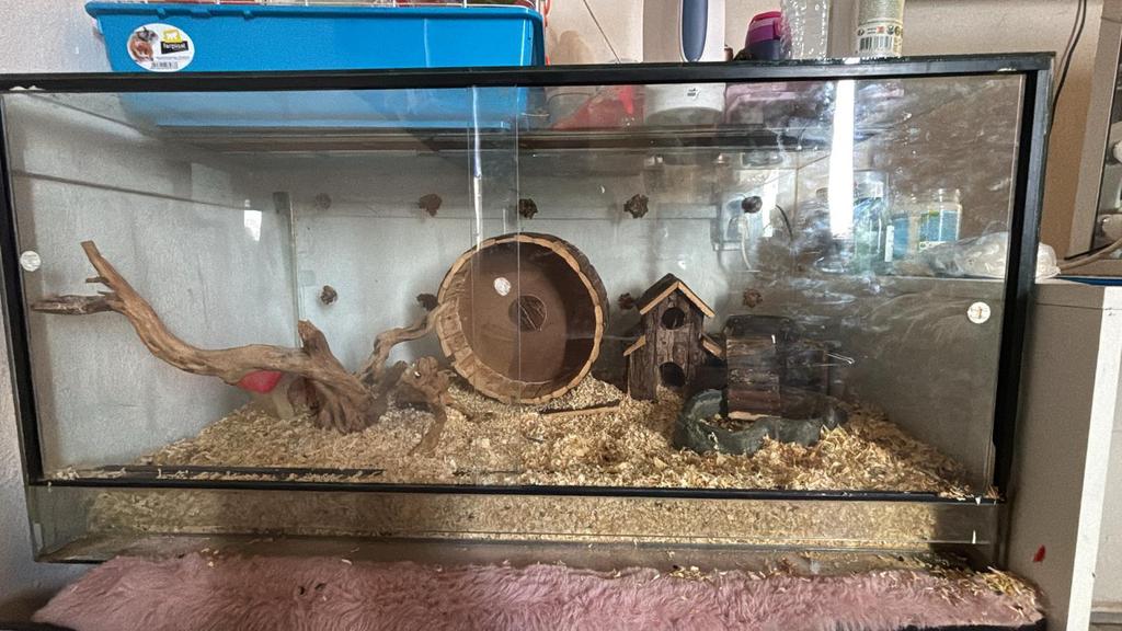 Hamsters, Ophalen, Kooi, 110 cm of meer, Nieuw