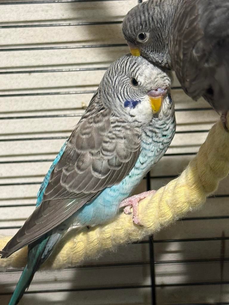 Blackwing, Mannelijk, Parkiet, Geringd