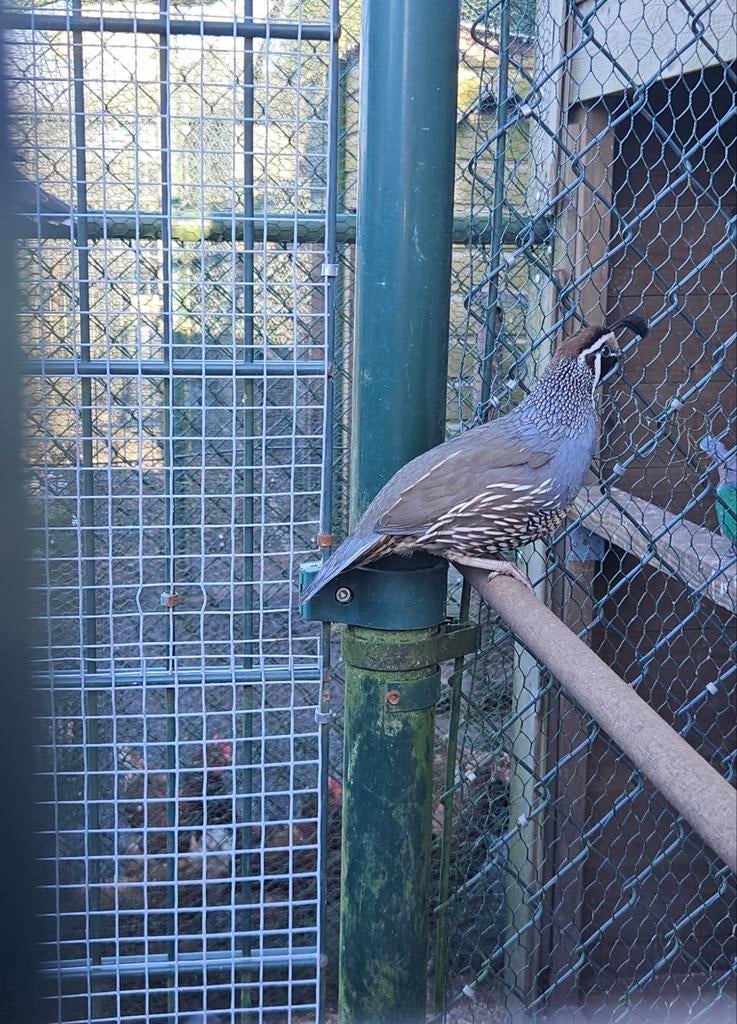 Californische kuifkwartel, Dieren en Toebehoren, Mannelijk, Overige soorten