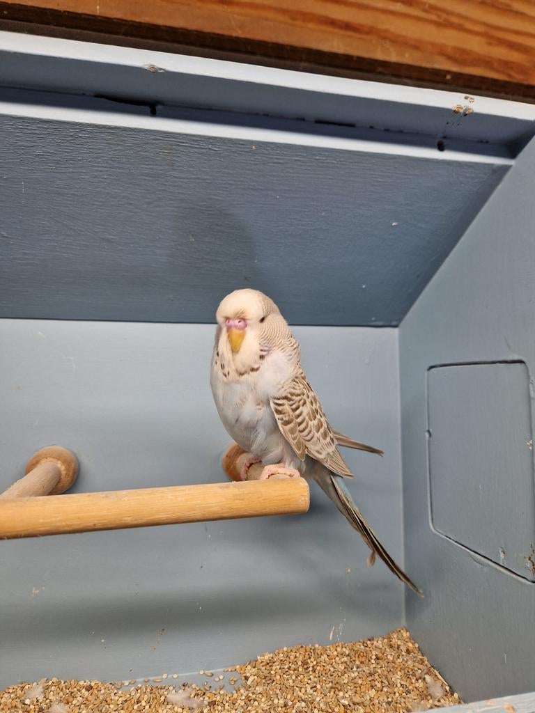 Jonge standaard grasparkiet man 2026, Dieren en Toebehoren, Vogels | Parkieten en Papegaaien, Mannelijk, Parkiet, Geringd