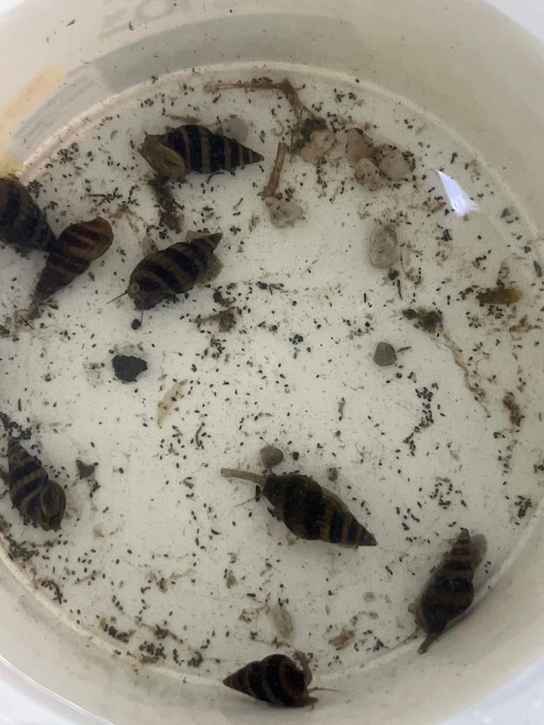 Slak etende slakken Helena slakken, Dieren en Toebehoren, Ophalen, Nieuw, Overige typen