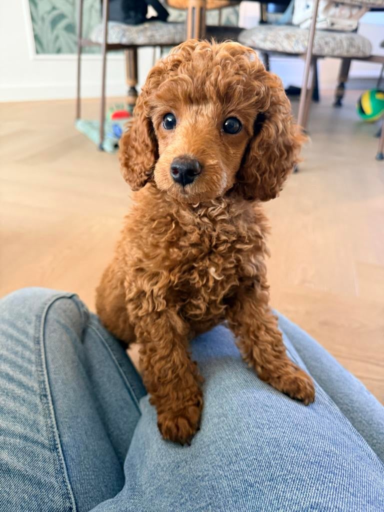 Toy poedel pup rood, Dieren en Toebehoren, Parvo, Reu, 8 tot 15 weken, Eén hond