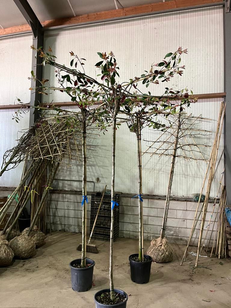 Fortunia red robin dakboom 10/12, Tuin en Terras, Planten | Bomen, Ophalen, In pot, Volle zon, Overige soorten