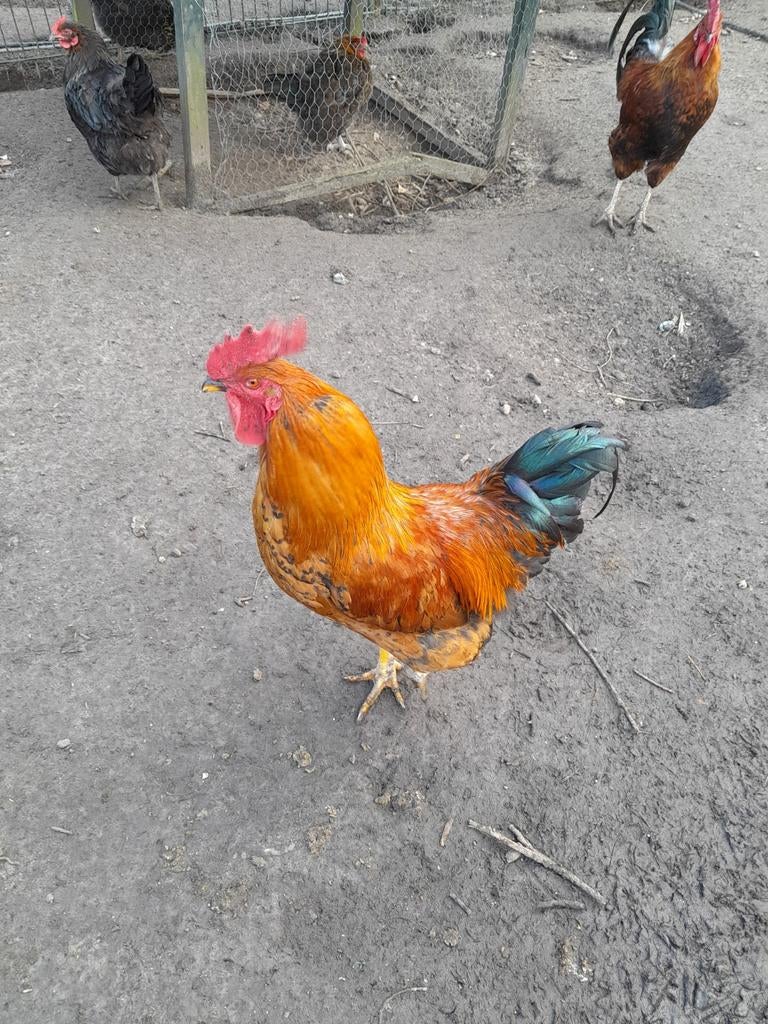 Bastardhanen privé te verkopen, Mannelijk, Kip