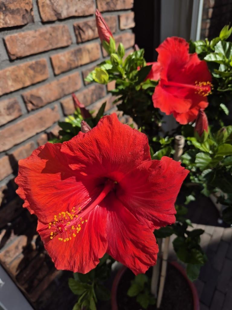 Mooie Chinese roos, Tuin en Terras, Overige soorten, Minder dan 100 cm, Zomer, Ophalen