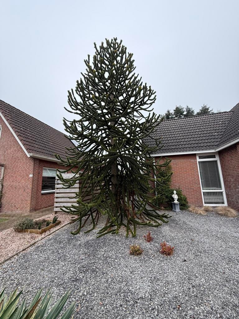 Gratis grote apenboom (Araucaria), Bloeit niet, Overige soorten, 400 cm of meer, Ophalen