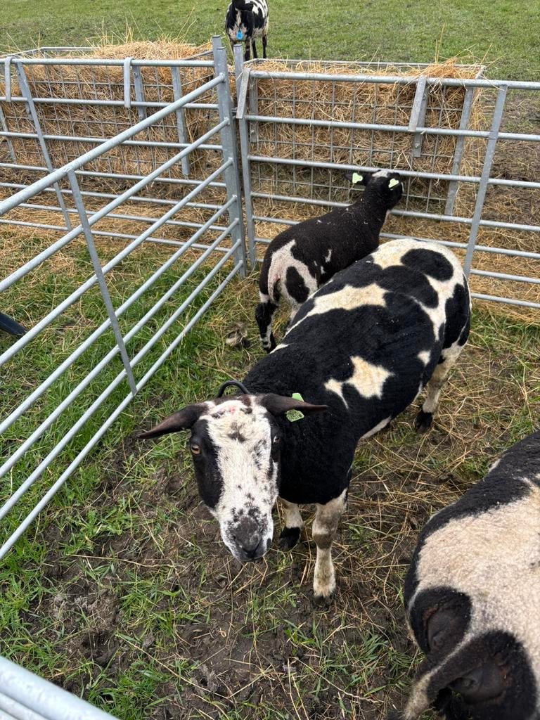 Nederlandse bonte  schapen, Vrouwelijk, Schaap