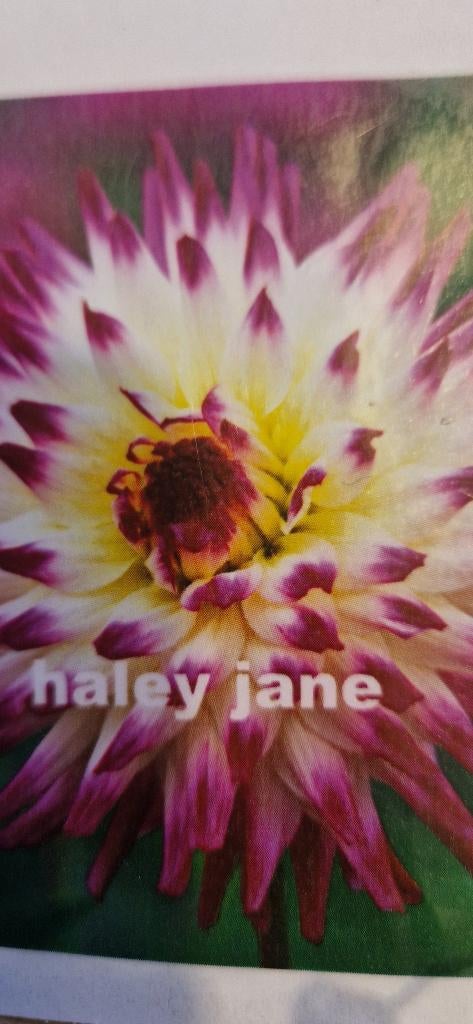 Dahlia knollen, Ophalen of Verzenden, Voorjaar, Volle zon, Knol