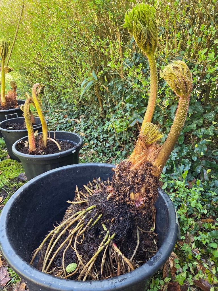 Gunnera Manicata, Volle zon, Vaste plant, Zomer, Ophalen