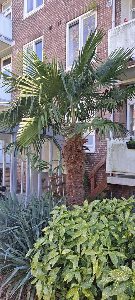 Trachycarpus fortunei - Chinese waaierpalm, Tuin en Terras, Planten | Bomen, Bloeit niet, Ophalen of Verzenden, Palmboom, 400 cm of meer