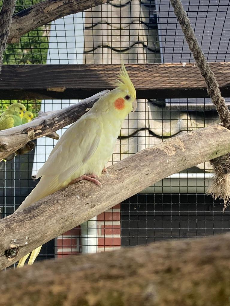 4 jonge lutino valkparkieten, Dieren en Toebehoren, Vogels | Parkieten en Papegaaien