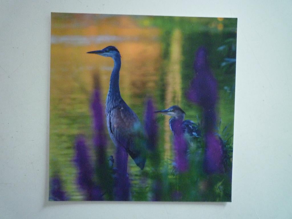 Blauwe reiger vogels, Ophalen of Verzenden, Voor 1920, Vogel