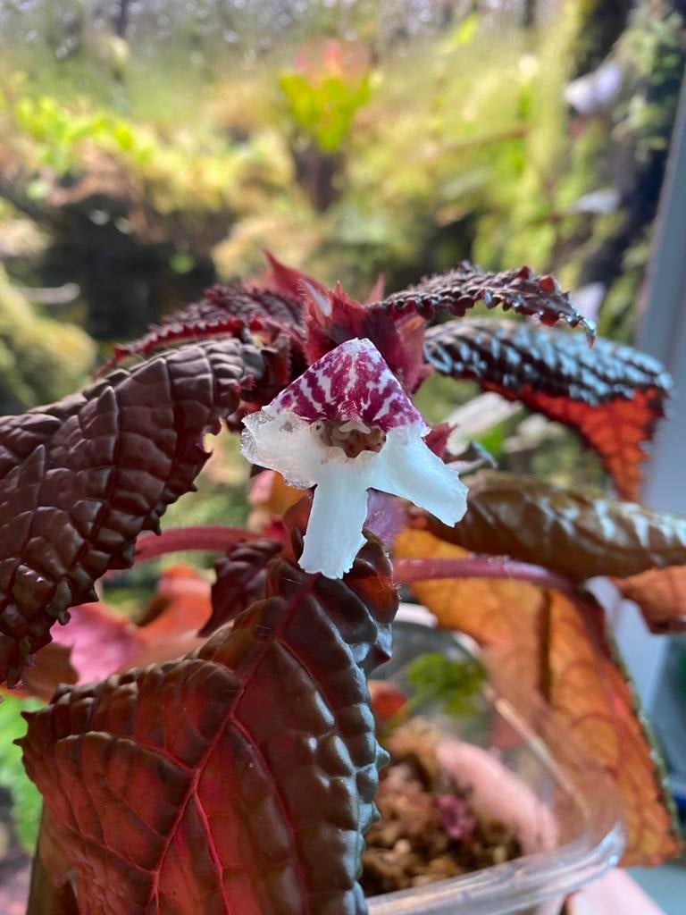 Nautilocalyx bullatus - Ecuador, Huis en Inrichting, Kamerplanten, Ophalen of Verzenden