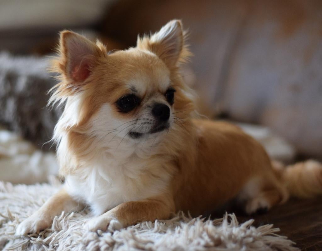 FCI Langhaar Chihuahua dekreu, 6 jaar of ouder, Parvo, Reu, Eén hond