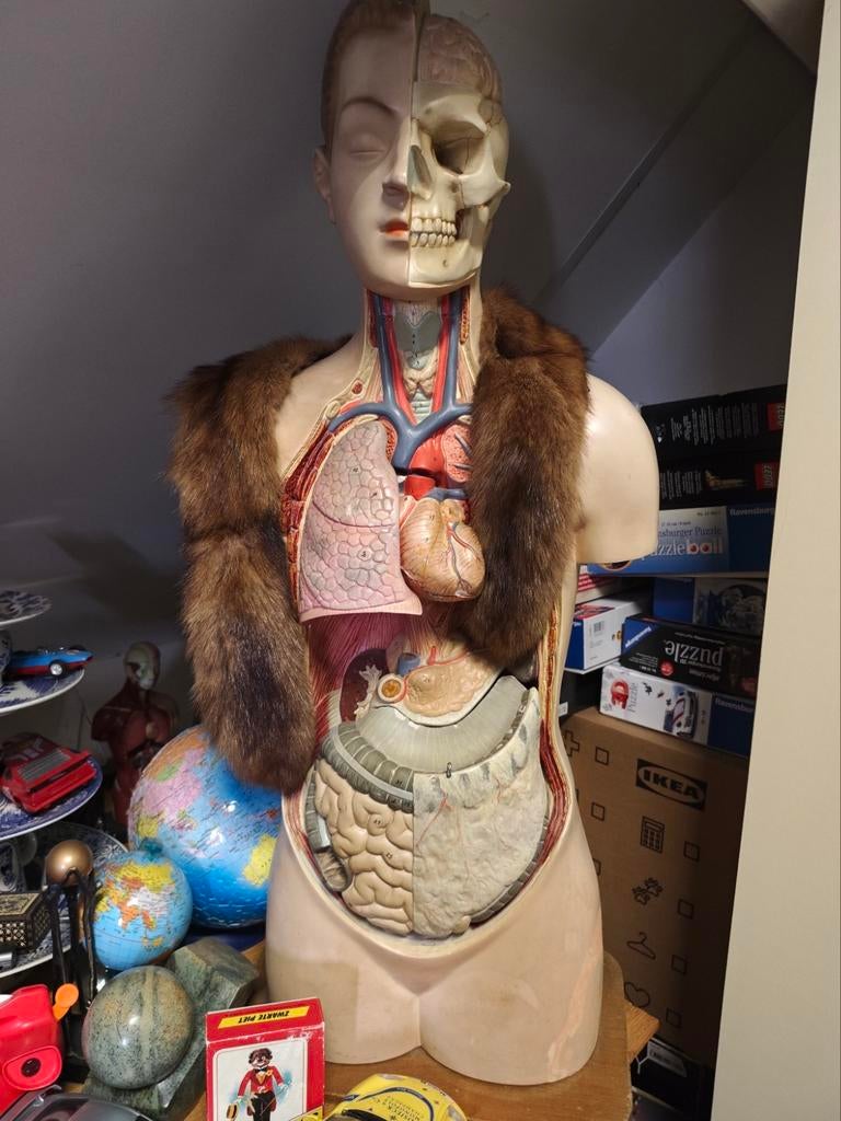 Anatomisch model torso verzamelaar, Ophalen of Verzenden, Gebruikt