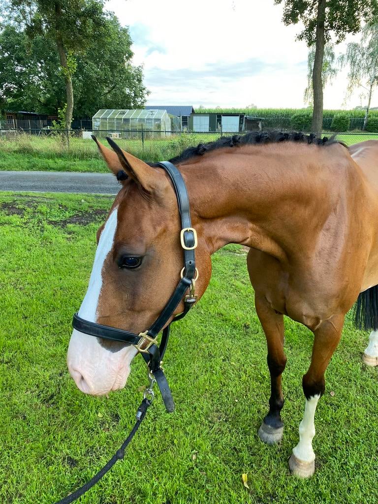 Gezocht Springpaarden!!, Dieren en Toebehoren, Paarden