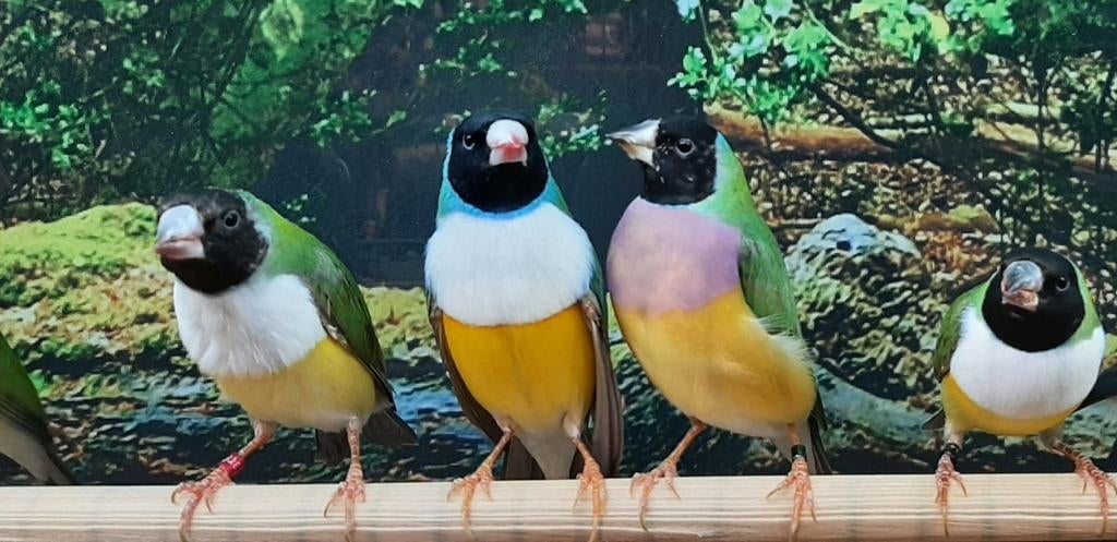 Gouldamadines diverse koppels., Dieren en Toebehoren, Vogels | Overige Vogels, Meerdere dieren