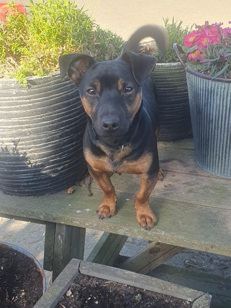 Dekreu Black and Tan Jack Russel Terriër., Dieren en Toebehoren, Honden | Dekreuen, Reu, Parvo, Eén hond, 3 tot 5 jaar