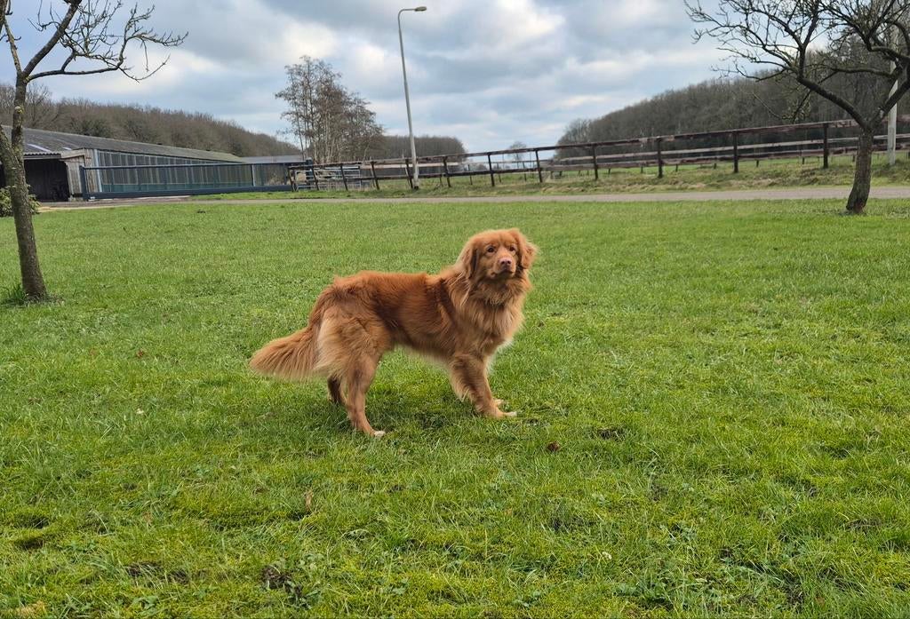 Pups en Dekreu Nova Scotia Duck Tolling Retriever (Toller), Dieren en Toebehoren, Reu, Parvo, Eén hond, 3 tot 5 jaar