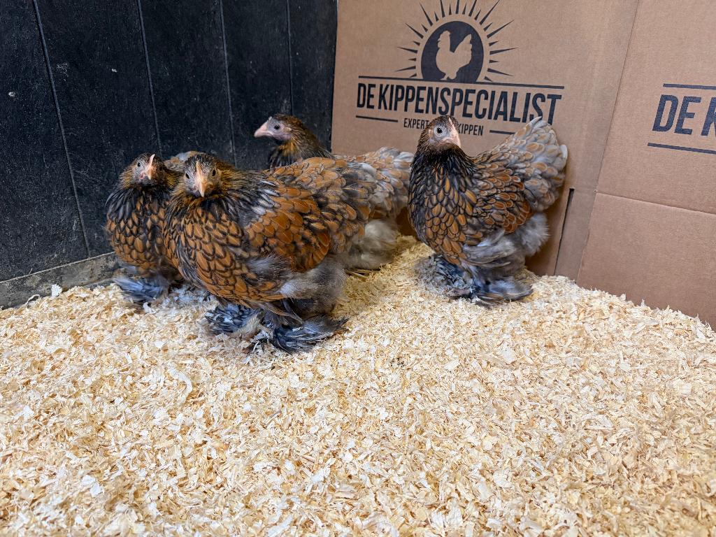 Jonge Cochin kriel goud blauw gezoomd gesekst en ingeënt, Dieren en Toebehoren, Pluimvee, Kip, Vrouwelijk