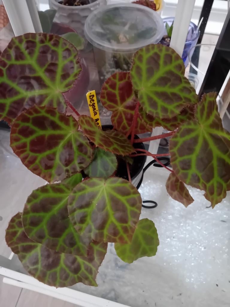 Begonia Rajah plant, Ophalen of Verzenden, Overige soorten, Volle zon