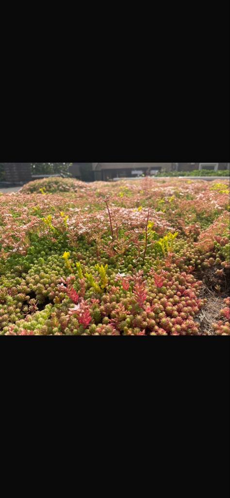 Sedumdak trays 40x60 cm - Groendak direct!, Ophalen of Verzenden, Nieuw