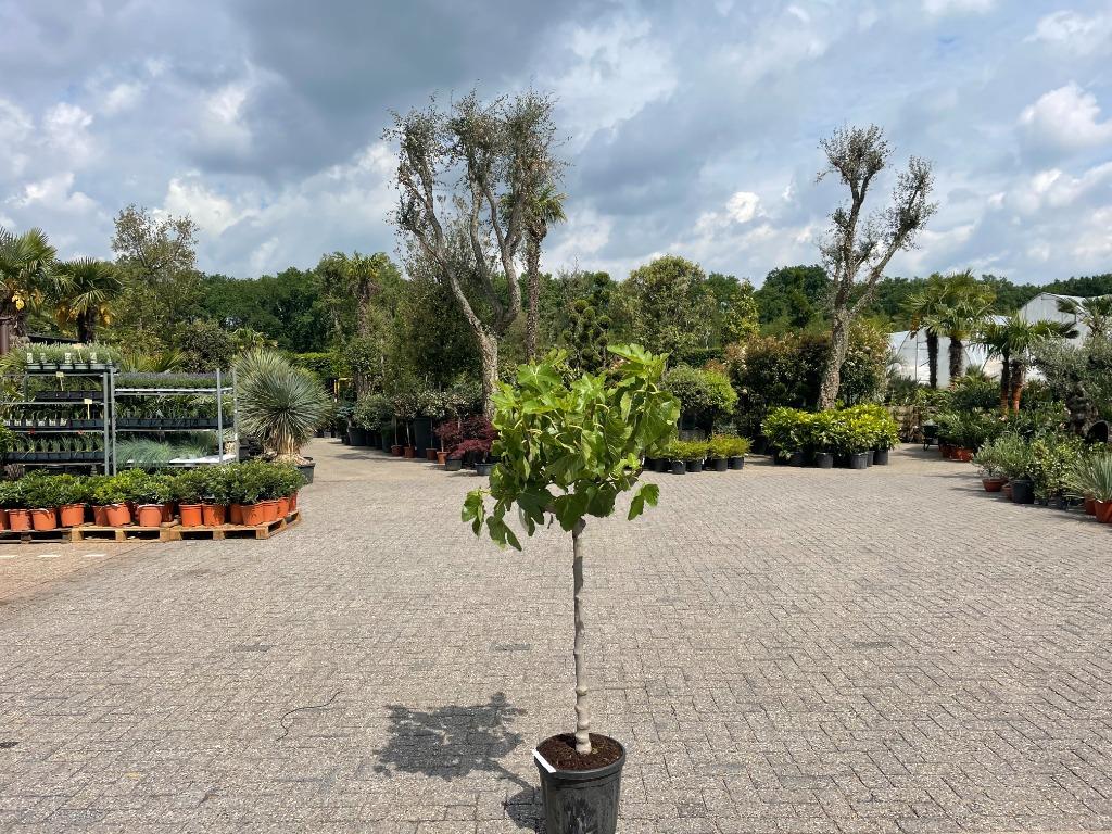 Vijgenboom / Vijgenbomen / Ficus carica in diverse maten, 100 tot 250 cm, Zomer, Volle zon, In pot