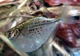 Gezocht: Gasteropelecus maculatus (gestippelde bijlzalm), Dieren en Toebehoren, Vissen | Aquariumvissen, Vis, Zoetwatervis