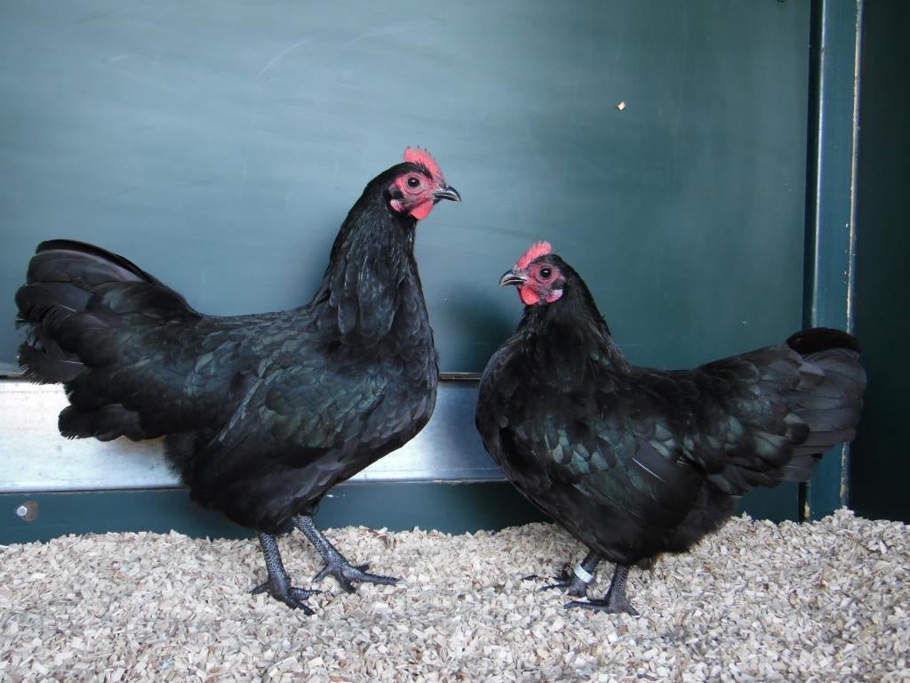 Australorp kriel | Rustige kippen | Jonge ingeënte kippen, Dieren en Toebehoren, Pluimvee, Meerdere dieren, Kip