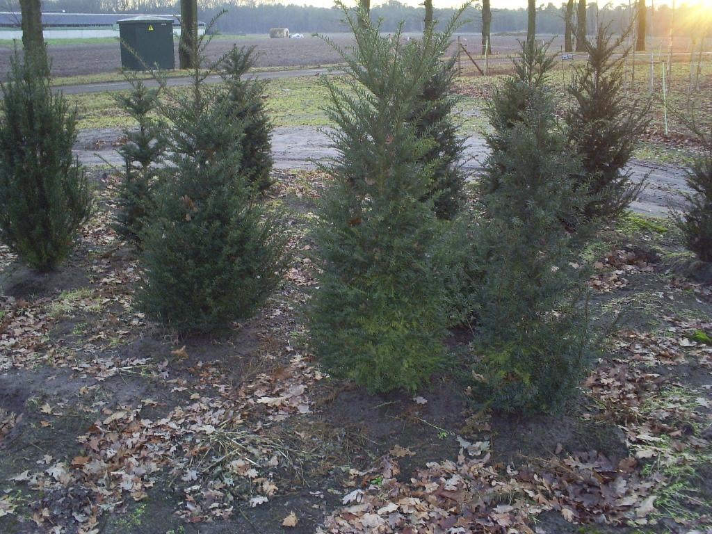 taxus baccata, Tuin en Terras, Planten | Struiken en Hagen, Ophalen, Taxus, Haag, 100 tot 250 cm