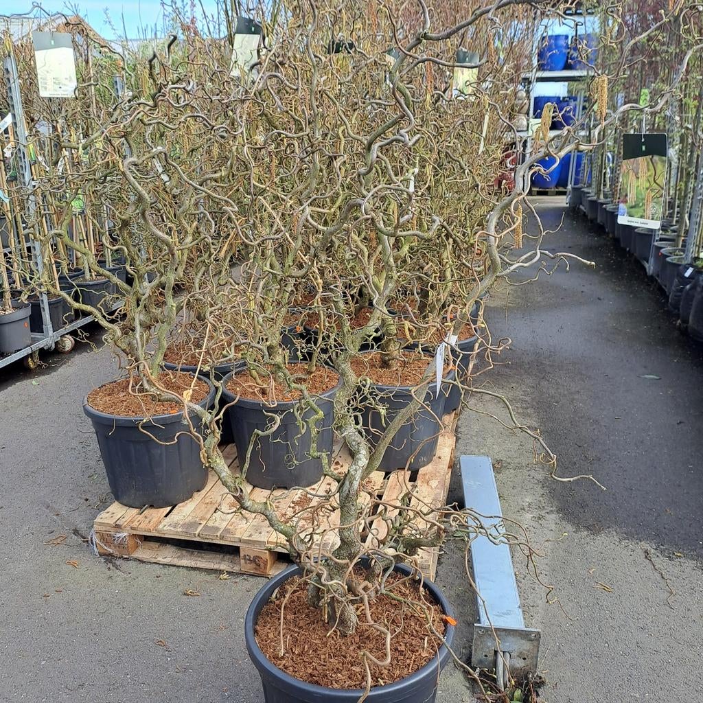 Corylus a. 'Contorta' hazelaar, Ophalen