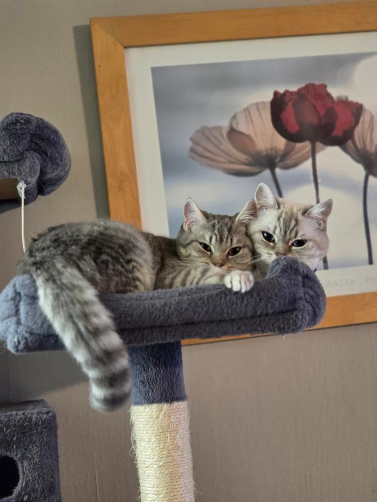 Brits kort haar, Dieren en Toebehoren, Katten en Kittens | Overige Katten, Poes