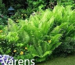 Varens, Tuin en Terras, Ophalen, Vaste plant, Varens, Bloeit niet