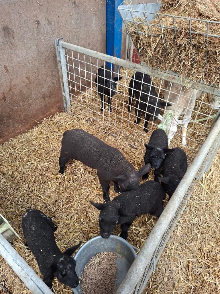 Fleslammeren te koop  gezonde lammeren !, Dieren en Toebehoren, Mannelijk, Schaap