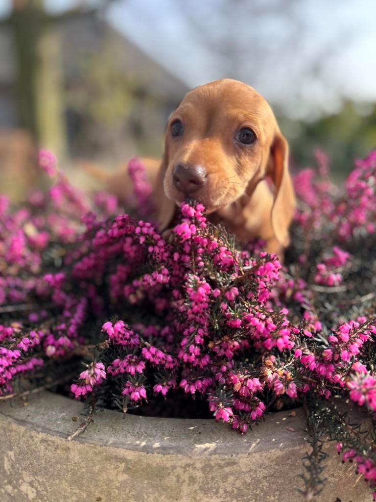 Nog 3 prachtige redcream teckel pups kaninchen x dwerg, Parvo, 8 tot 15 weken, Korthaar, Dwerg