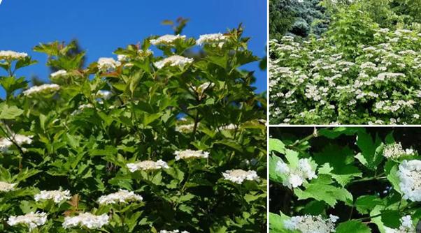 Gratis af te halen: 100+ struiken, Ophalen, Overige soorten, Struik, 100 tot 250 cm