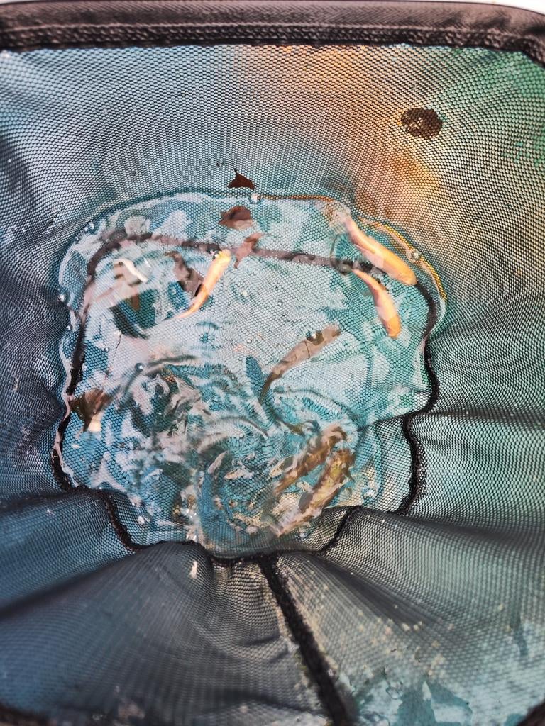 Albino graskarper en gewone graskarper desgewenst bezorgd, Karper of Koi