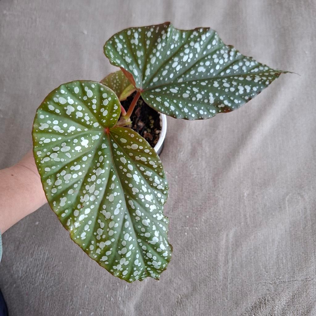 Begonia Corallina de Lucerna plant, Ophalen of Verzenden, Halfschaduw, Minder dan 100 cm