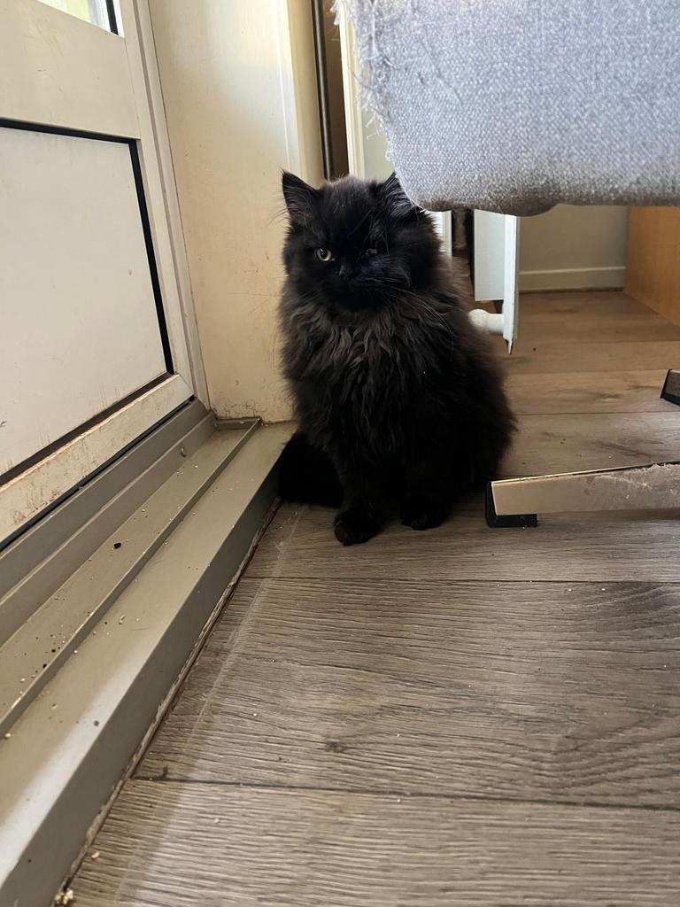 Twee lieve katten zoeken een nieuw, warm thuis ️, Kater